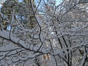 Christmas2010 229